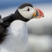 puffin_atlantic_msi_v_0824_can1853.jpg